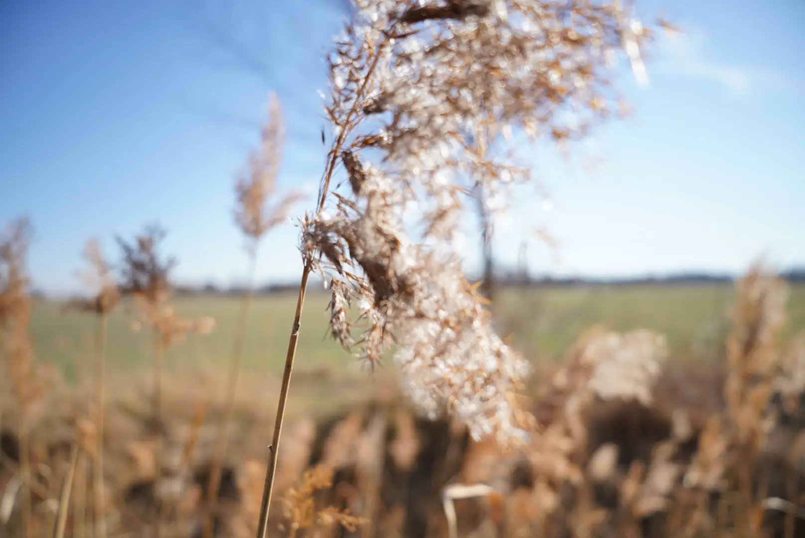 Detailaufnahme von einem Feld